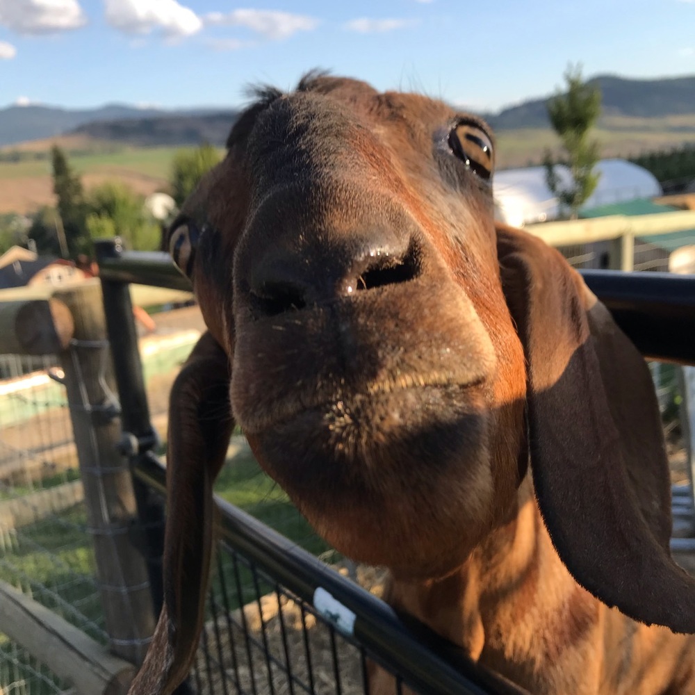 Meet your Posher, Codie